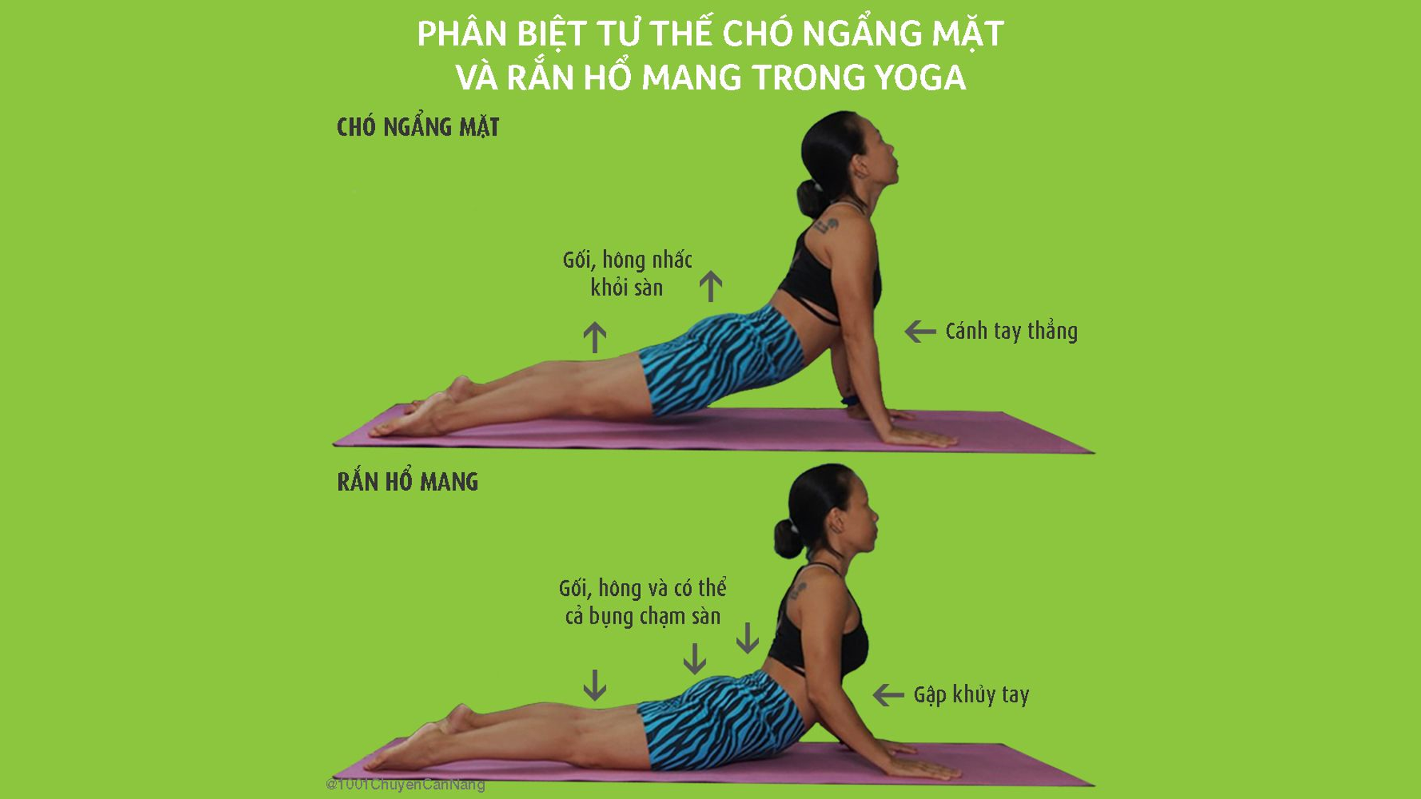 Phân biệt tư thế chó ngẩng mặt và rắn hổ mang trong yoga - 1001 Chuyện ...